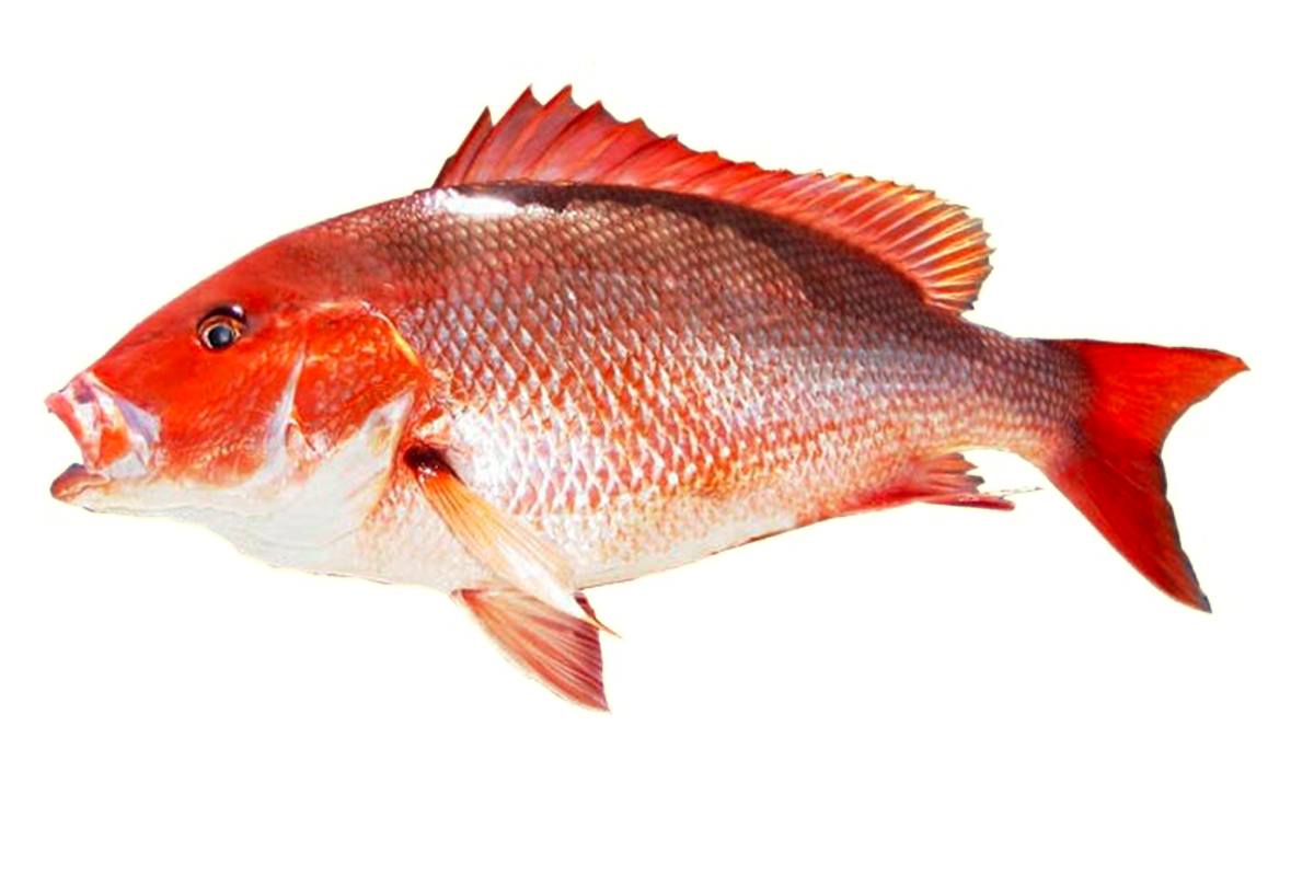 Kingfish Transparent PNG