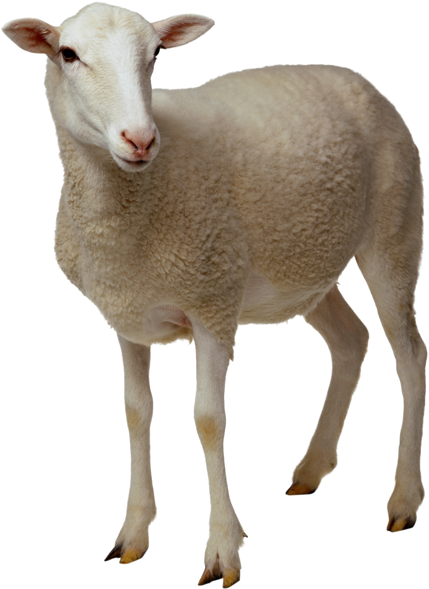 Lamb Transparent Background