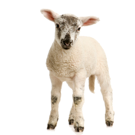 Lamb Transparent PNG