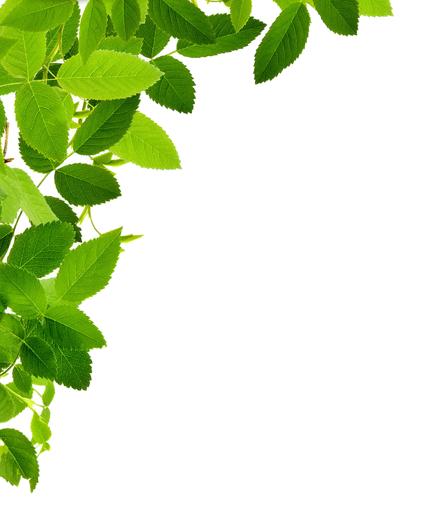 Leaf Frame PNG Image