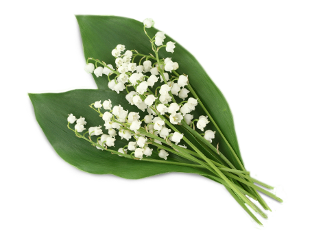 Lily of The Valley PNG Clipart