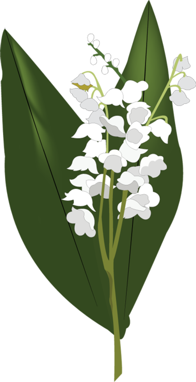 Lily of the Valley PNG HD