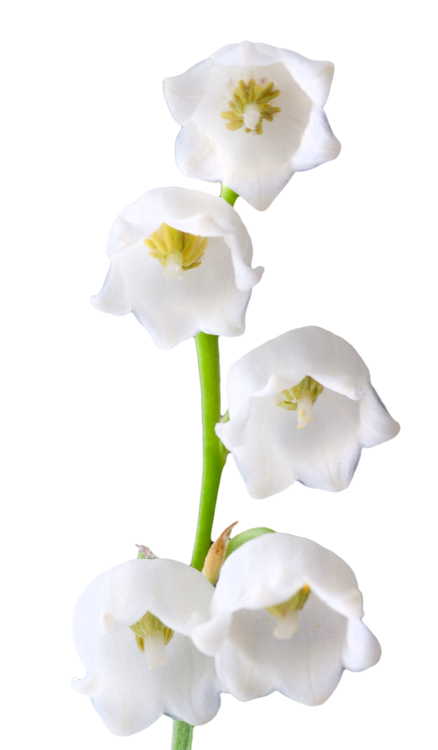 Lily of the Valley PNG fotos