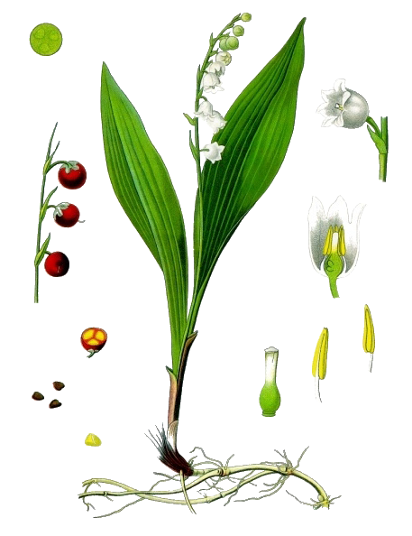 Lily of The Valley PNG Transparent Image