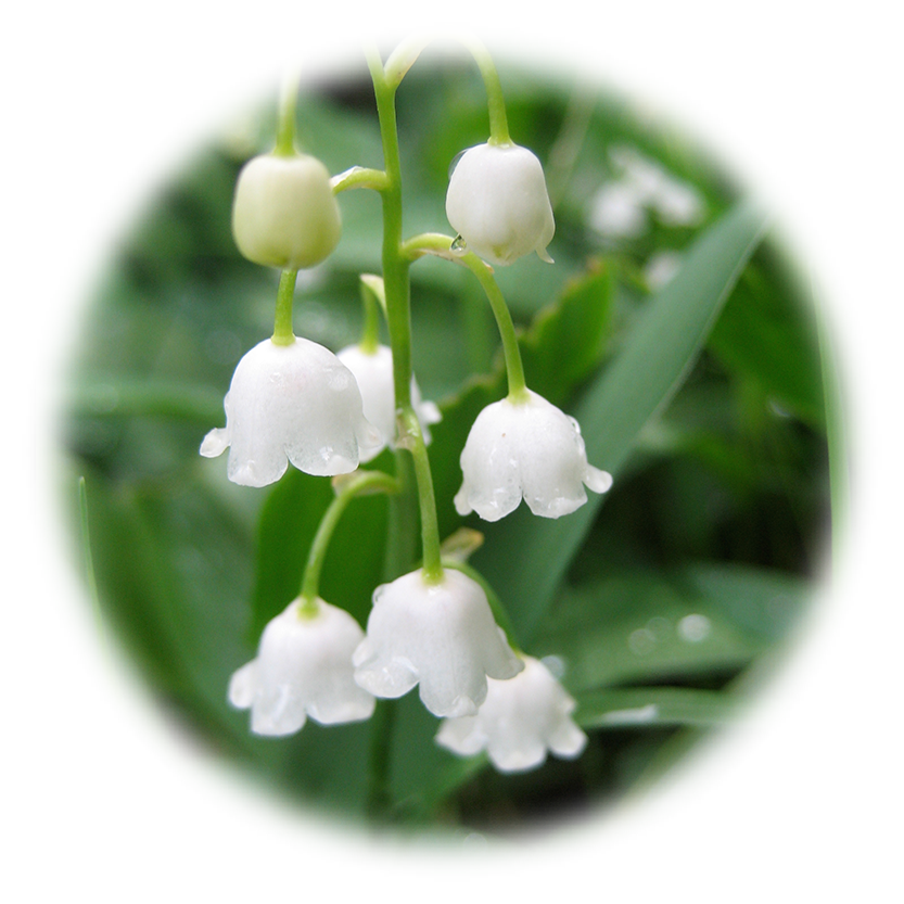 Lily of the Valley Transparent Background
