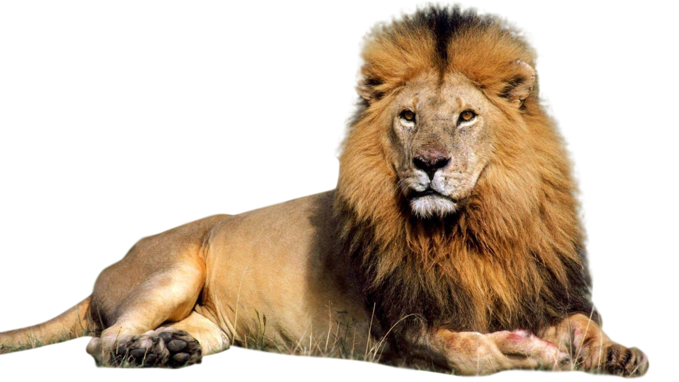 Lioness Roar PNG Image