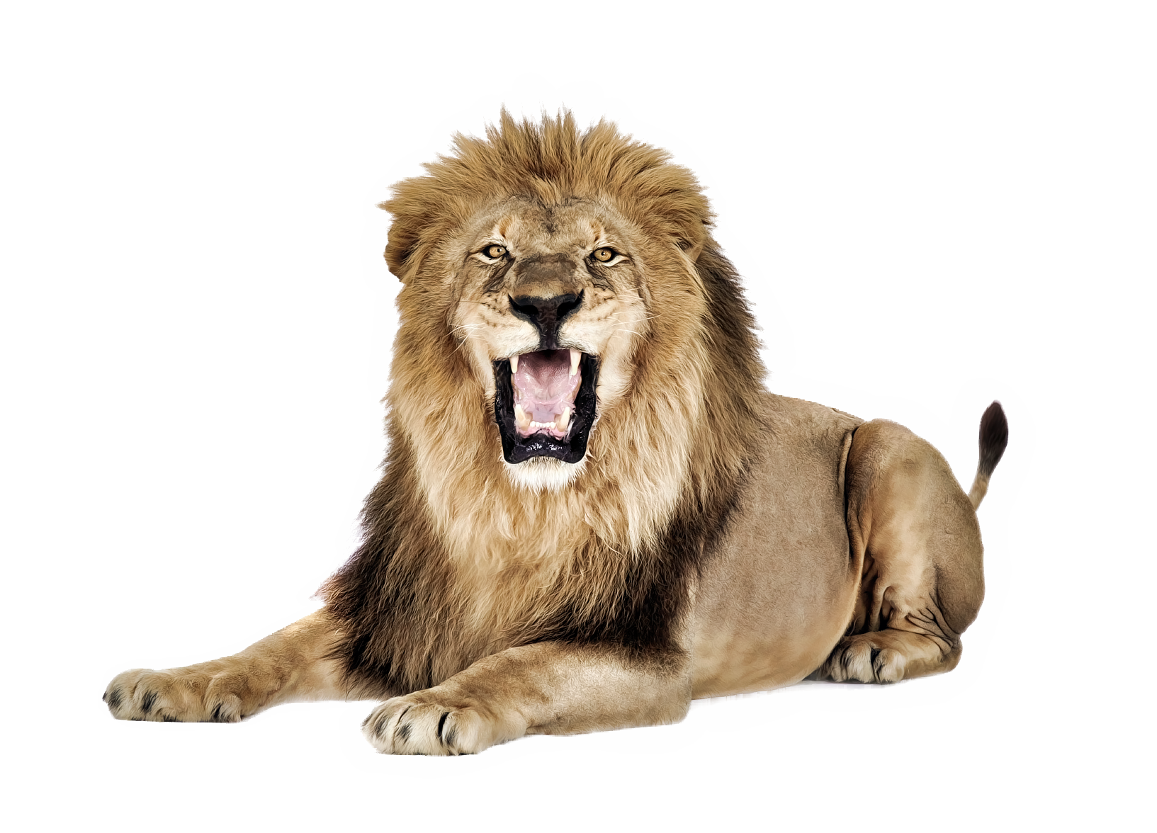 Lioness Roar PNG Pic