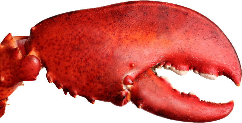 Lobster PNG File