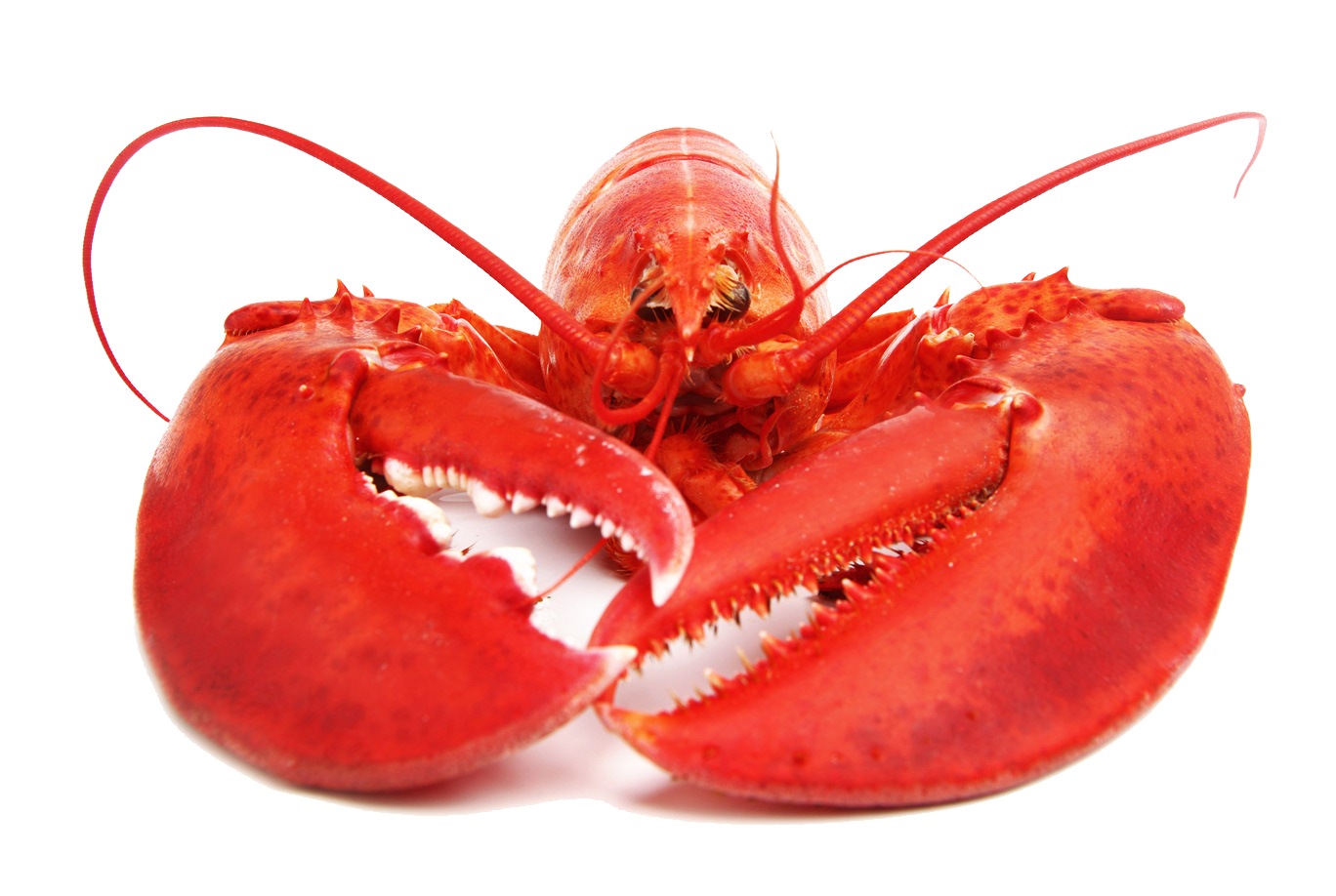Lobster PNG Free Download