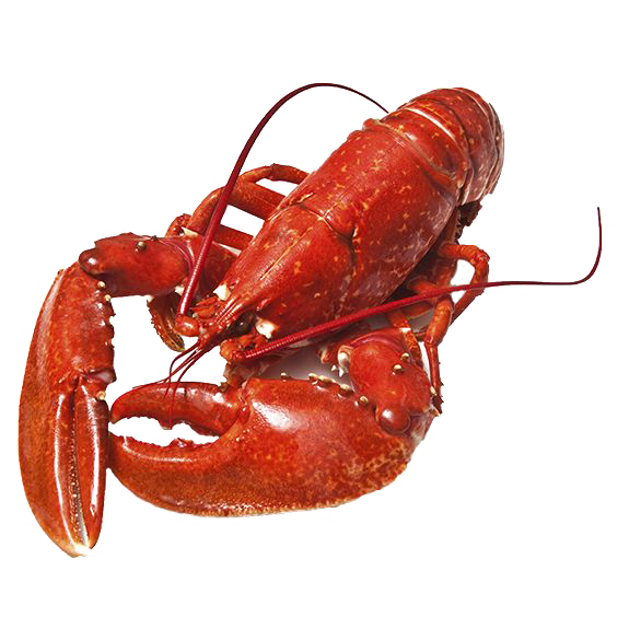 Lobster PNG Photos