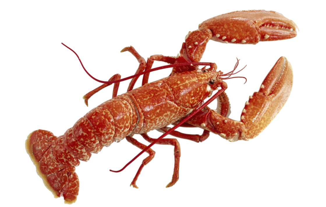 Lobster PNG Pic