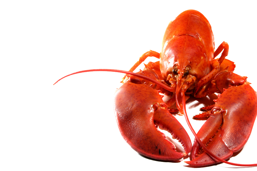 Lobster PNG Transparent Image