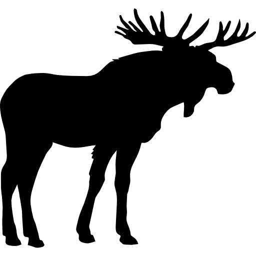 Moose PNG Photos