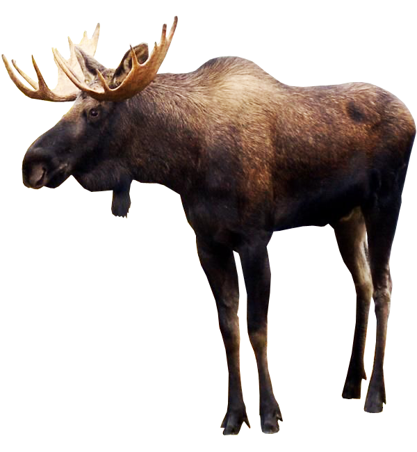 Moose PNG Pic