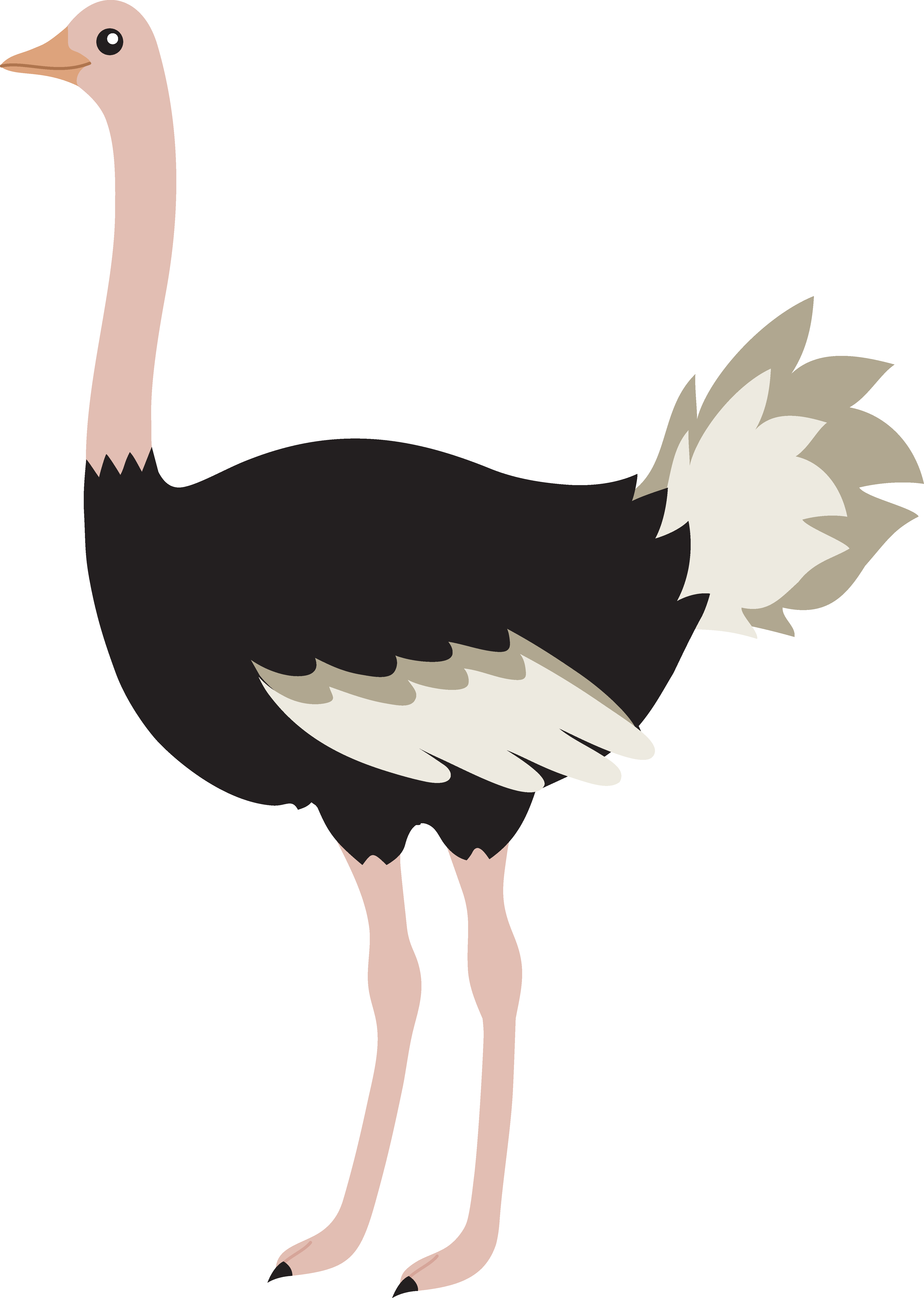 Ostrich PNG Image