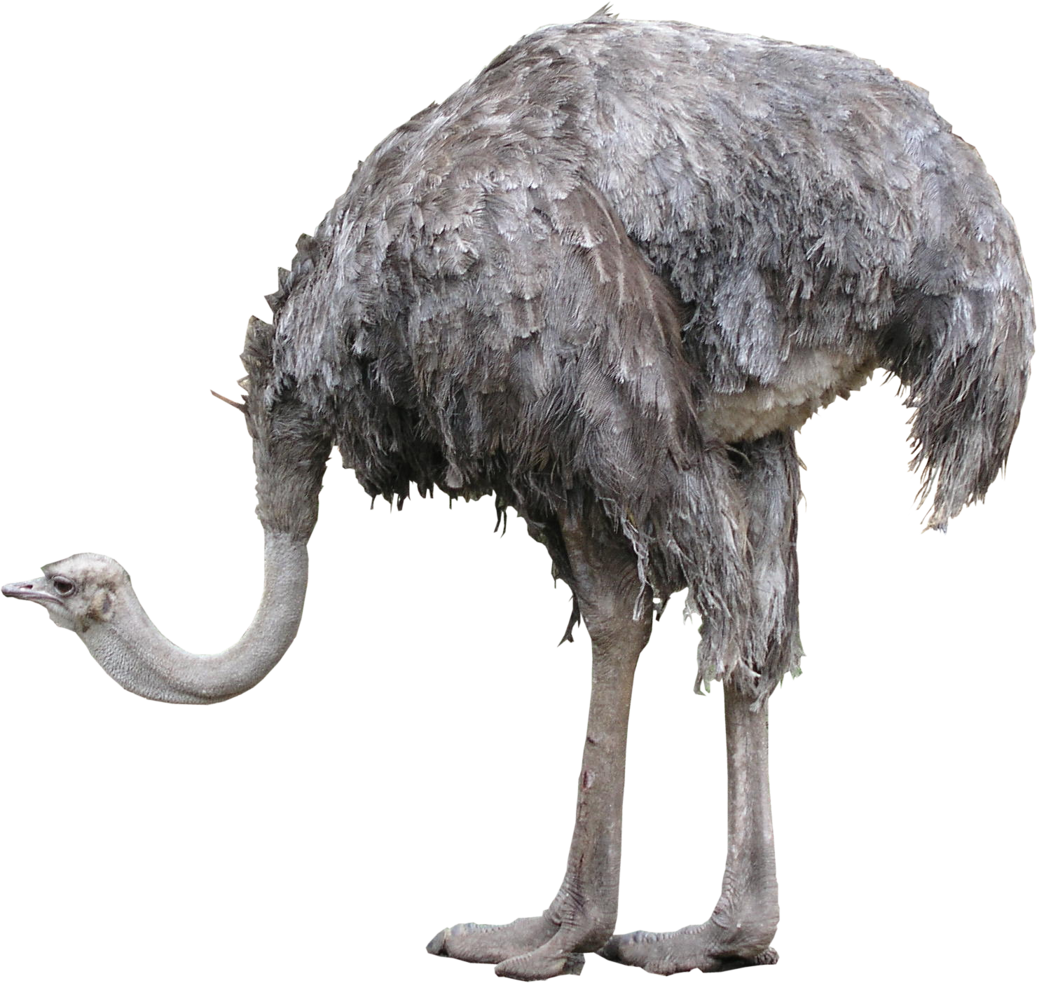Foto di Ostrich PNG