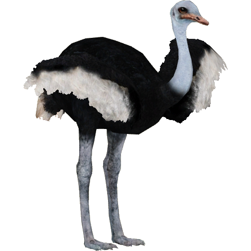 Ostrich PNG Pic