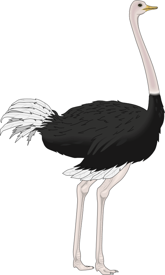 Ostrich PNG Transparent Image