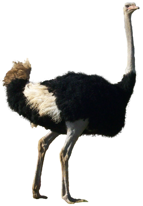Ostrich Transparent Background