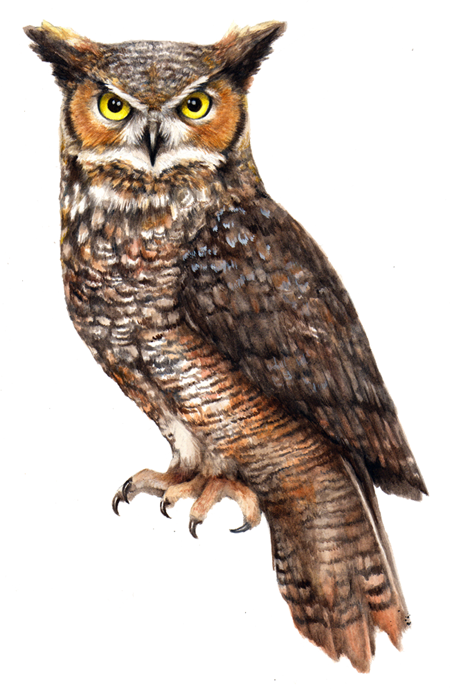 Fichier PNG OWL