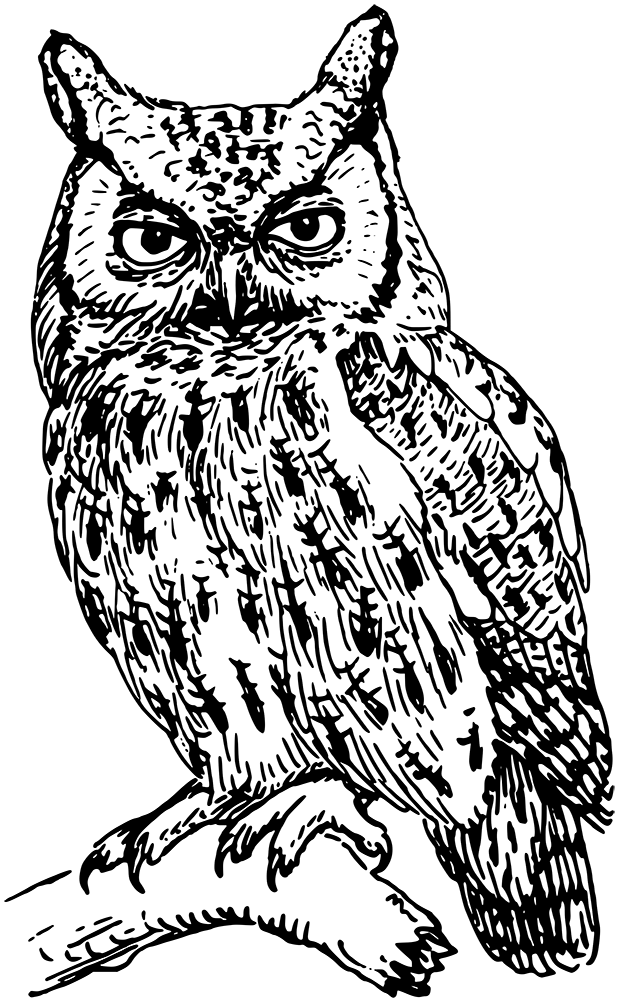 Eulen-PNG-transparentes Bild