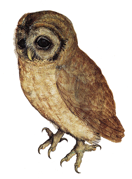 Owl PNG Transparent