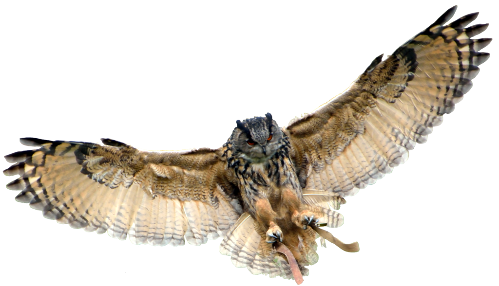 Owl Transparent Background