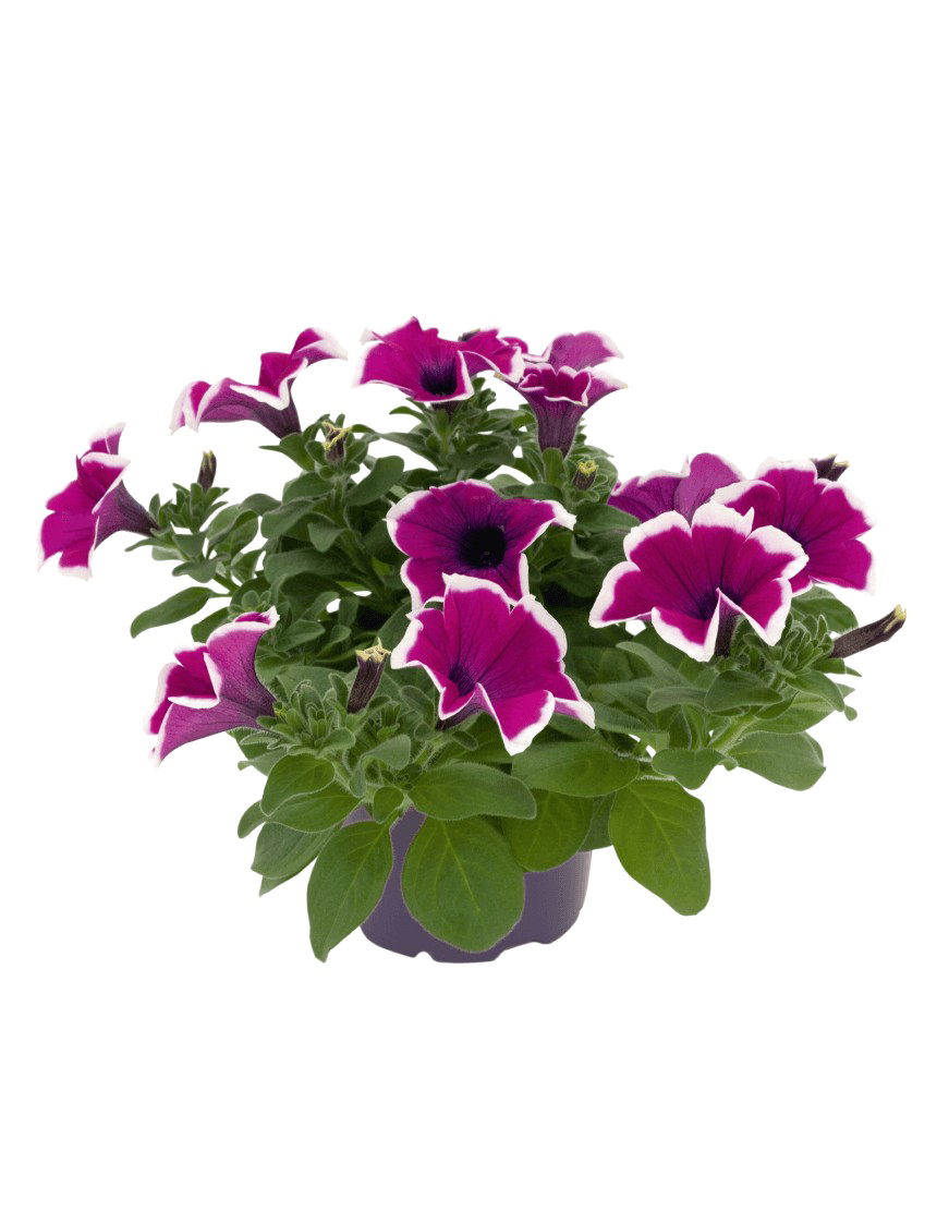 Picture PNG Petunia