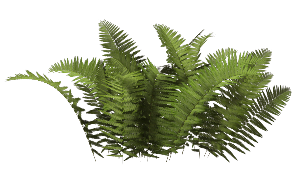 Растения PNG HD