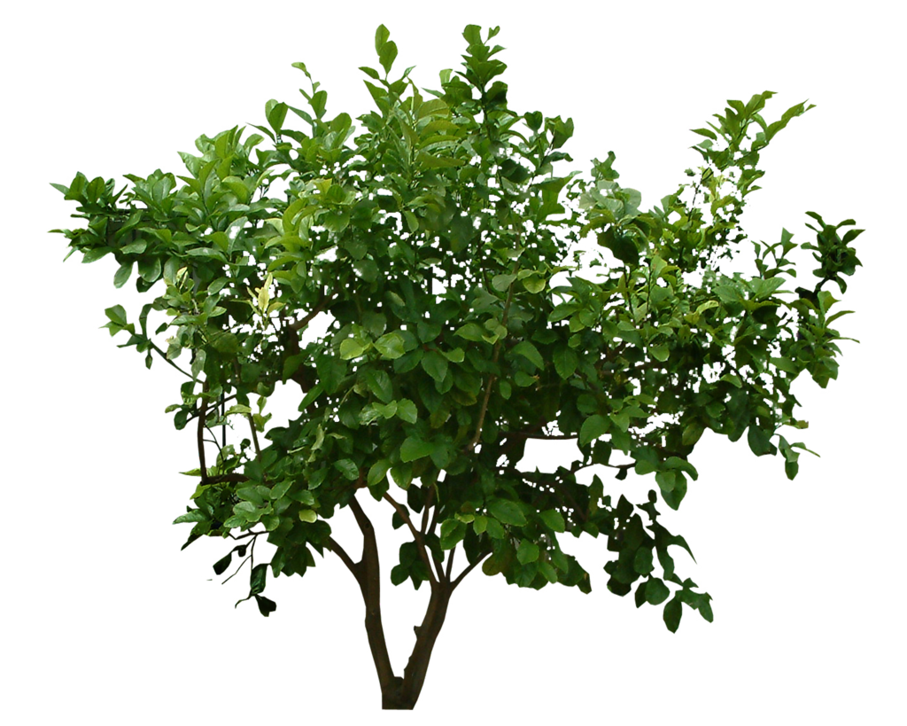 Plants PNG Transparent Image