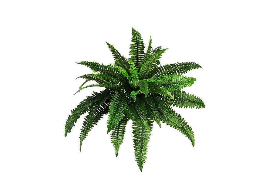 Plants PNG Transparent