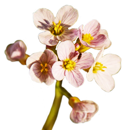 Spring Flower PNG Free Download