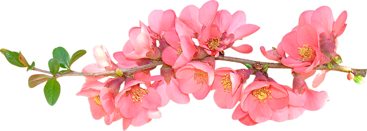 Flor de primavera PNG photo