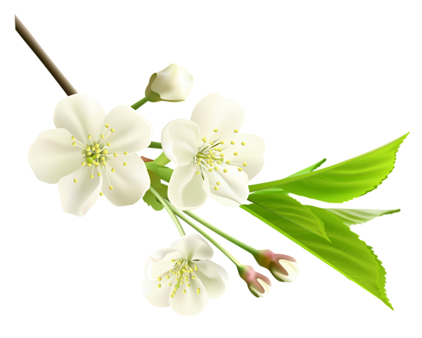 زهرة الربيع PNG الصور