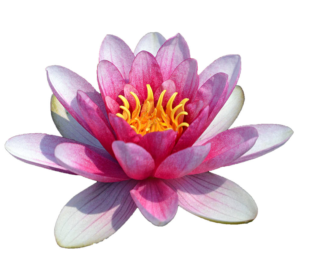 Water Lily PNG HD
