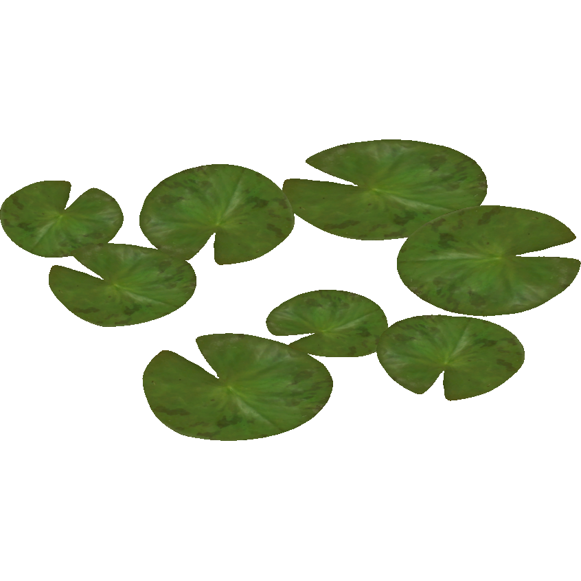 Water Lily PNG Pic