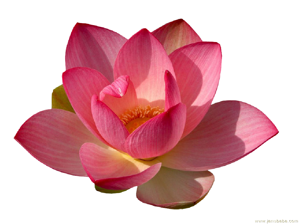 Water Lily PNG Transparent