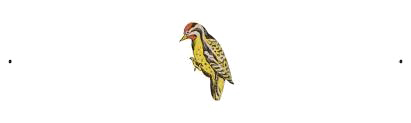 Woodpecker PNG Clipart