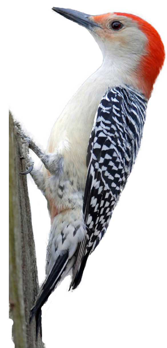 Woodpecker PNG HD