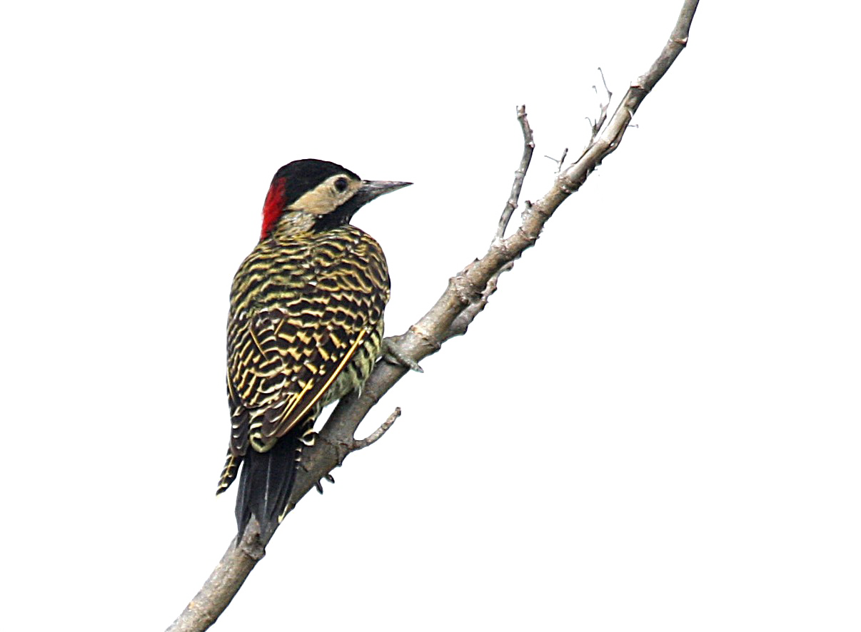 Woodpecker PNG Image