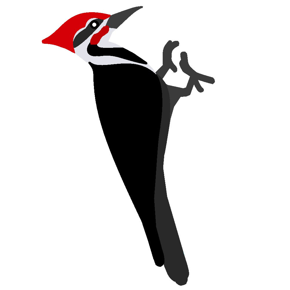 Woodpecker PNG Pic