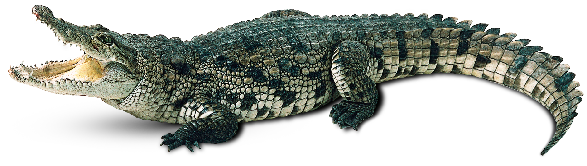 Alligator Background PNG