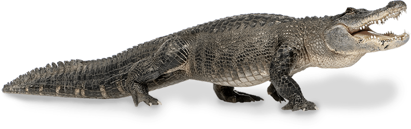 Alligator Download PNG Image