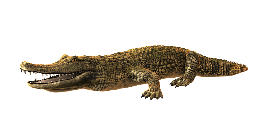 Alligator PNG Foto