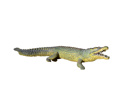 Alligator PNG Photos