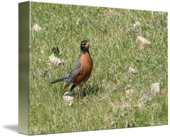 American Robin PNG Clipart