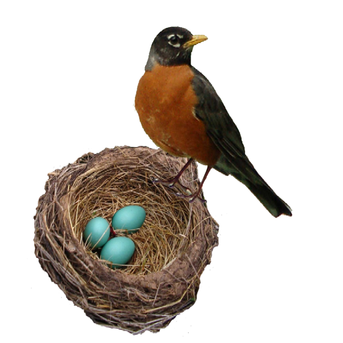 American Robin PNG Transparent Picture