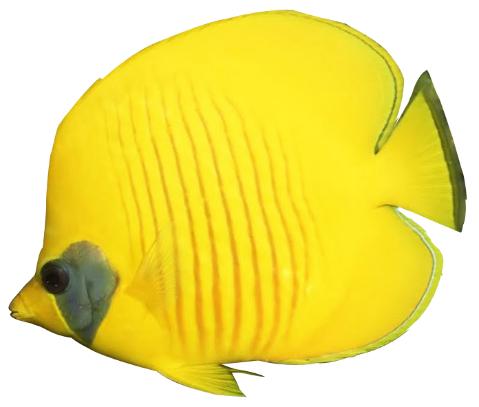 Angelfish PNG Background Image