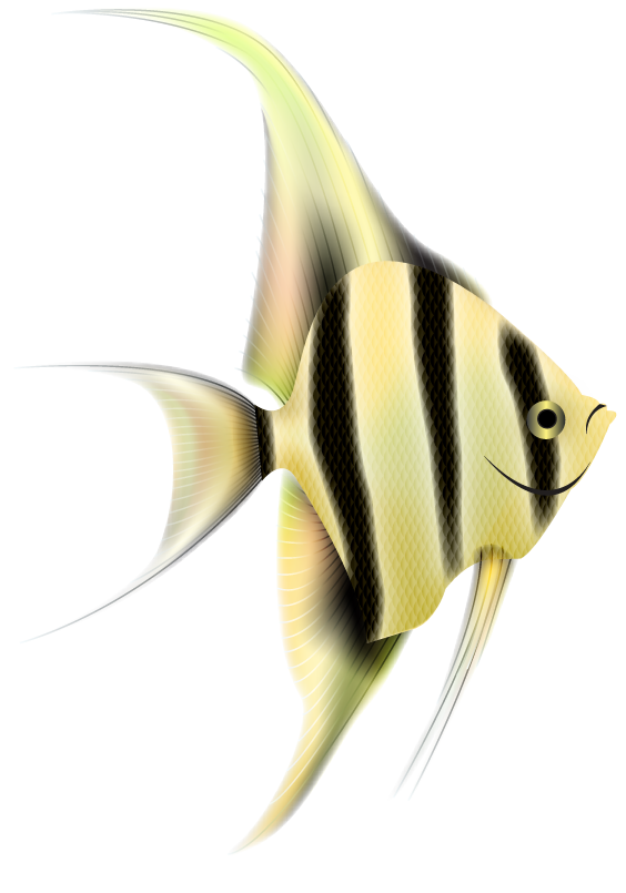 Angelfish PNG Clipart
