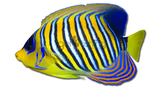Angelfish PNG 투명 HD 사진
